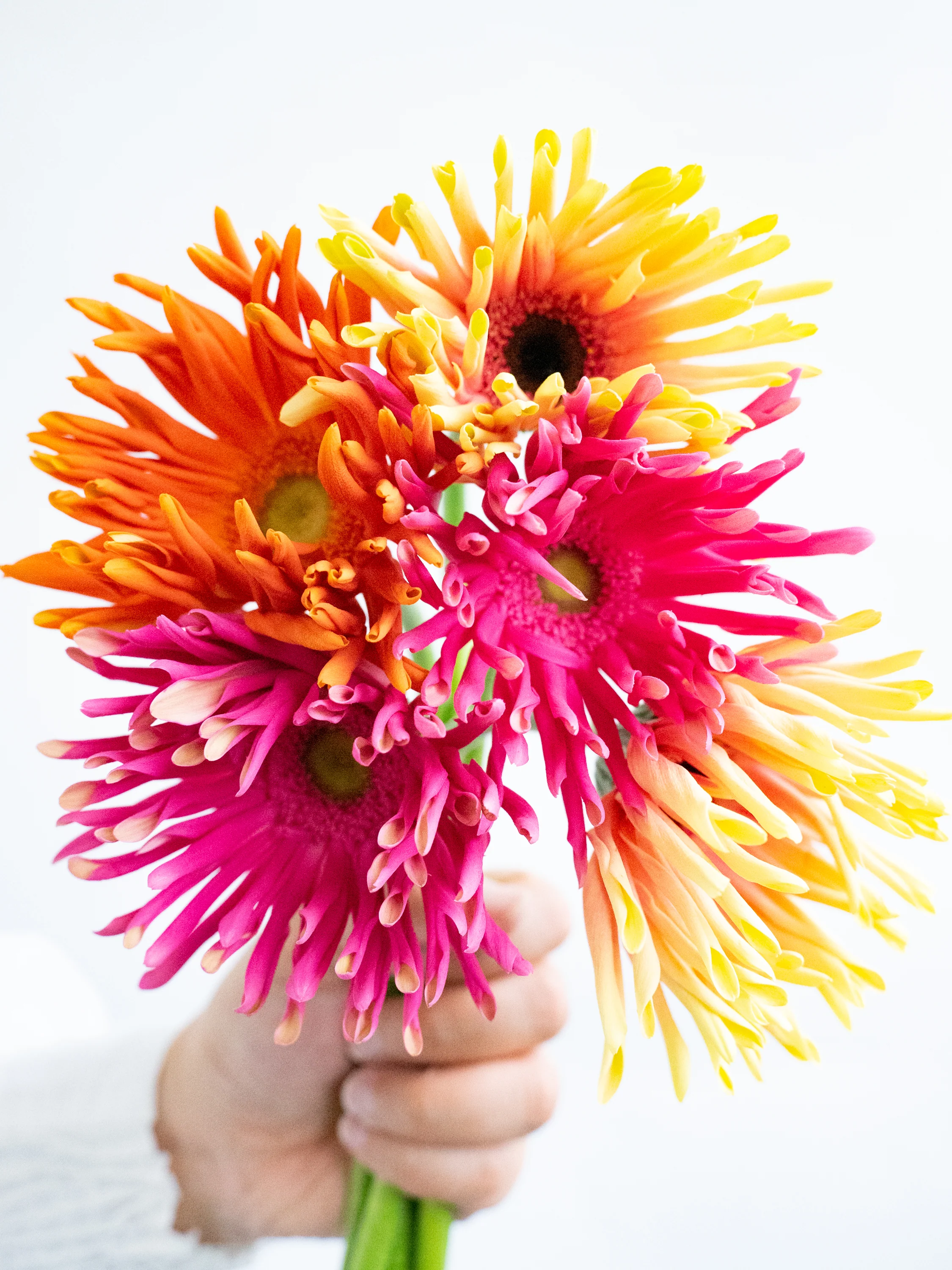 バレンタインデーにおすすめの花