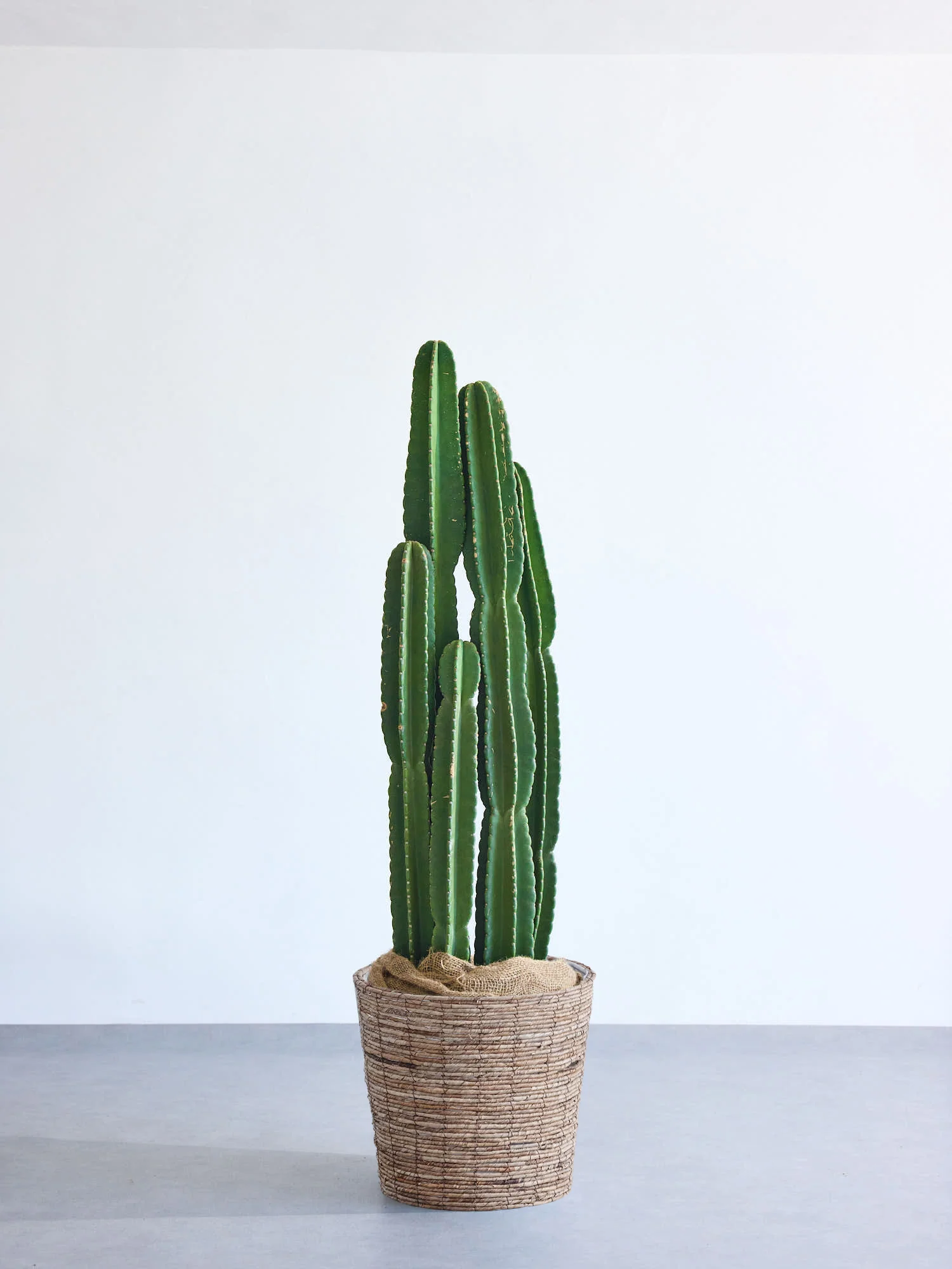 観葉植物の人気ランキング